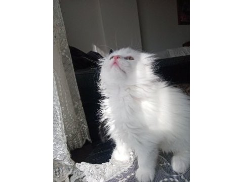 British longhair 1.5 aylık