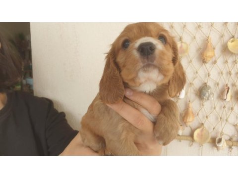 Çok ama çok uygun bayram şekeri cocker köpekler