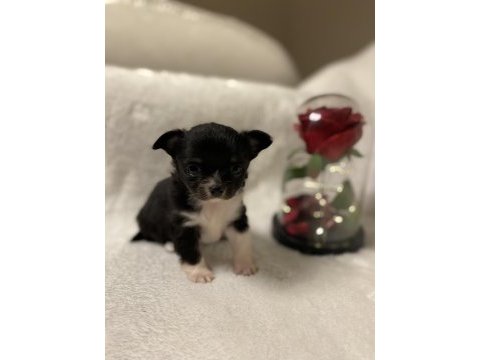Anne altından teacup chihuahuha yavrular