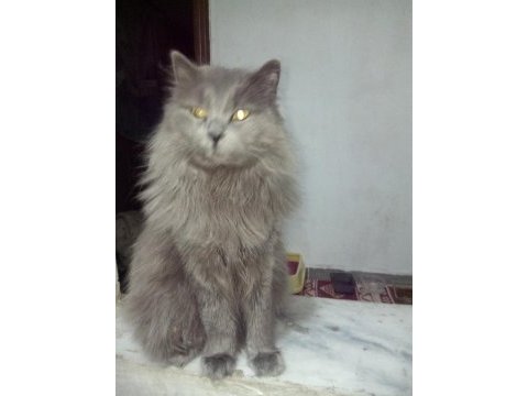 British shorthair kedisi sahiplendirme