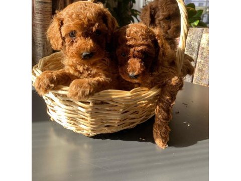 Kg garantili orijinal poodle yavrular 