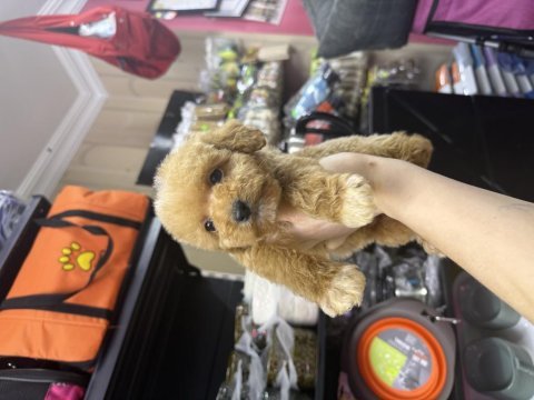 Maltipoo dişi erkek