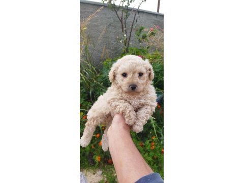 5 adet yavru maltipoo