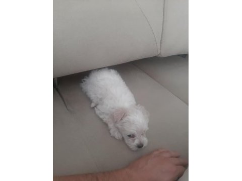 Yeni yuvasına gitmeye hazır maltese