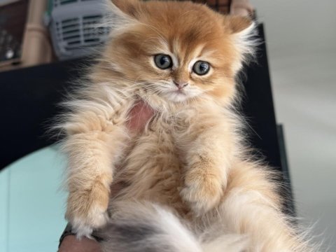 Yasal çiftlikden ziyarete açık golden longhair british