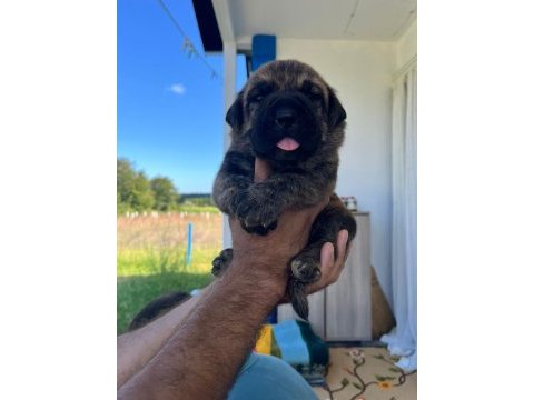 Özel renklere sahip cane corso yavrular