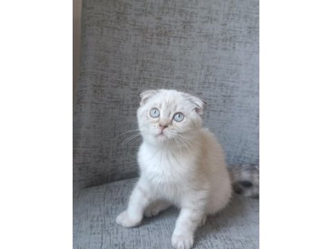 Scottish fold blue point erkek yavrumuz