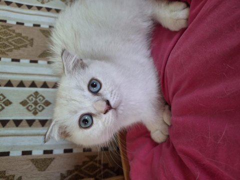 2 aylık dişi british shorthair özel ırk