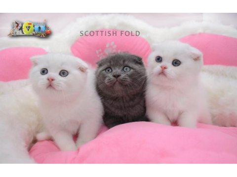 Scottish bebeklerimiz ailelerini bekliyor