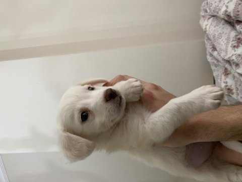 Jack russell terrier yavrumuza yuva arıyoruz