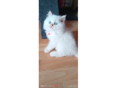 Yaramaz boncuk iran kedisi