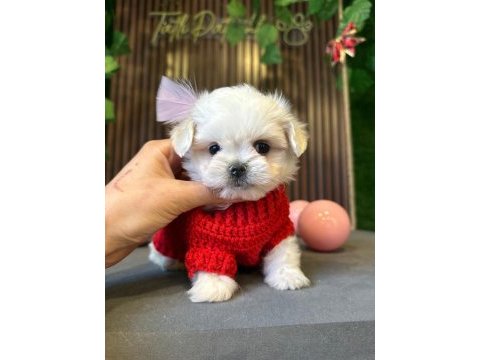 Maltese yavru köpeklerimiz