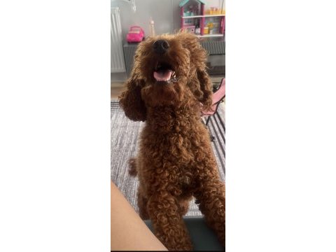 Ücretsiz sahiplendirme poodle bebeğim