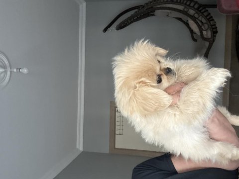 Minik pamuk bebek pekinez