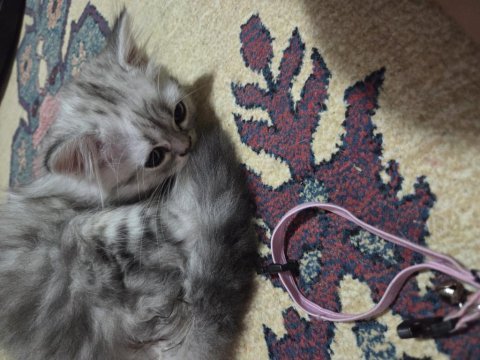 Sıfır ücretsiz british shorthair