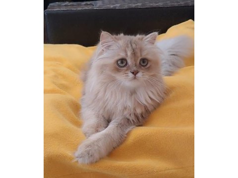 British longhair sevimli cana yakın uysal
