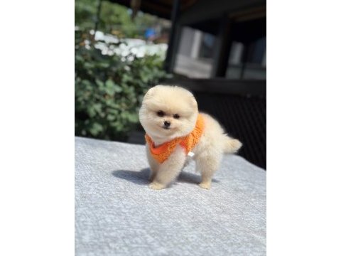 Sağlık ve ırk garantili pomeranian