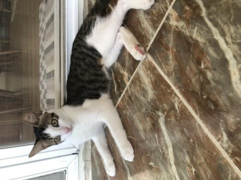 Oscar’a ömür yuva arıyoruz