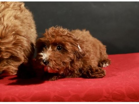 14 şubat doğumlu maltipoo yavrularım