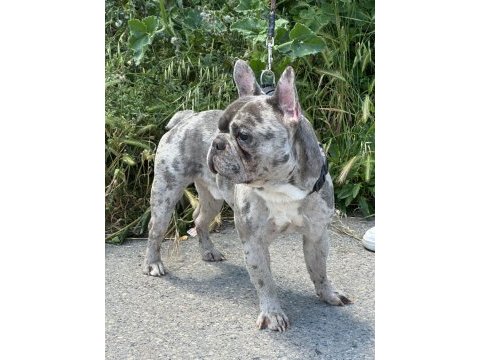 Merle özel renk french bulldog