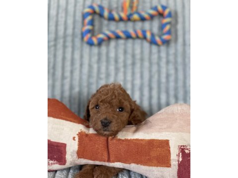 Eşsiz güzellikte toy poodle yavrumuz