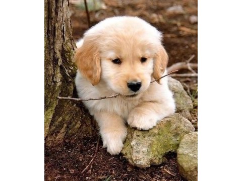 Türkiyenin en güvenilir çiftliğinden golden retriever