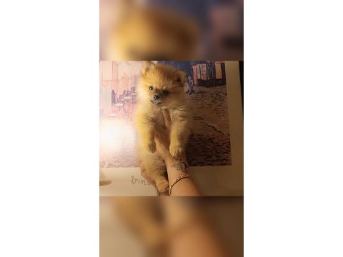 A kalite pomeranian bebeklerim