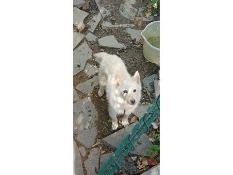Antalyadan anne altından 5 aylık dişi sibirya kurdu