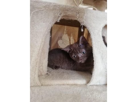 Scottish fold minnoş ev arıyor