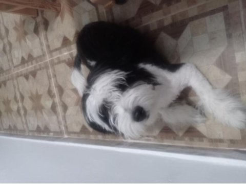 Canım oğluma yuva maltese terrier