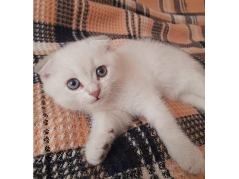 Scottish fold 2 aylık erkek