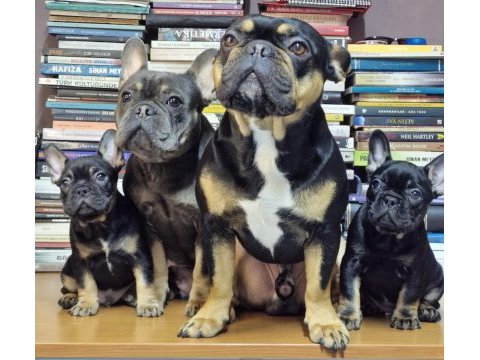 1 dişi ve 1 erkek izmir 60 günlükler french bulldog