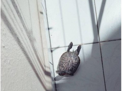 Kırmızı yanaklı su kaplumbağası sahiplendirme