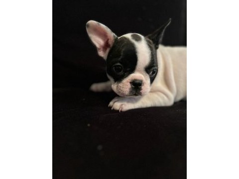 Yavru dişi & erkek french bulldog