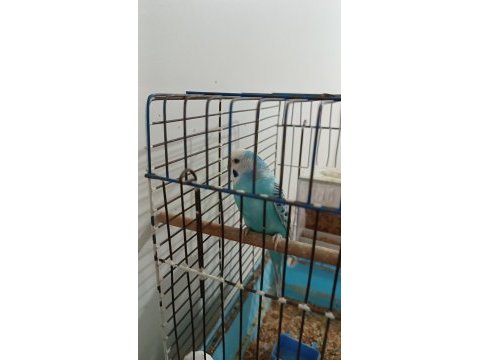 Acil satılık muhabet kuşu