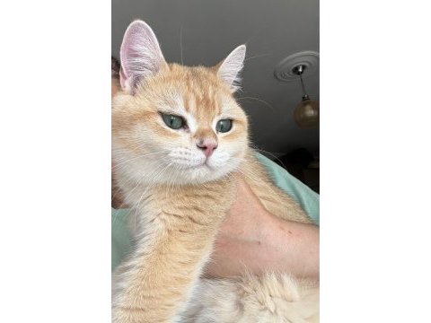 British shorthair golden