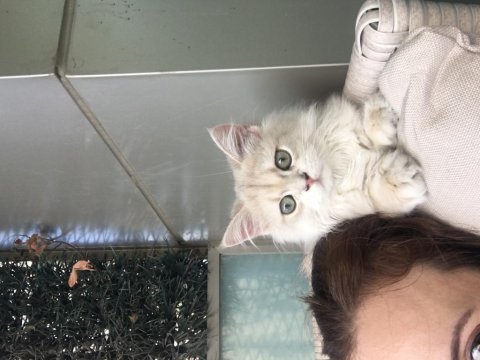 İkisi 4 diğeri 9 aylık üç british longhair