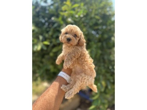 Orjinal boy teacup maltese bebekler