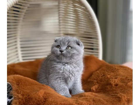 Ayı surat mükemmel kalitede lilac scottish fold bebeğimiz