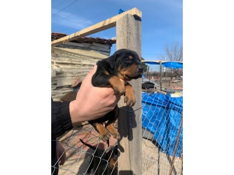 A kalite safkan doberman yavruları