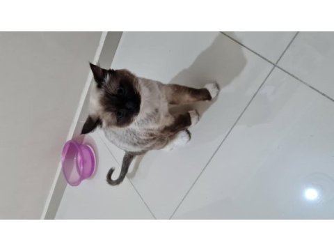 Kısırlaştırılmamış biri dişi ve biri erkek 8 aylık ragdoll