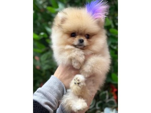 Şecereli pomeranian belgeli bebekler