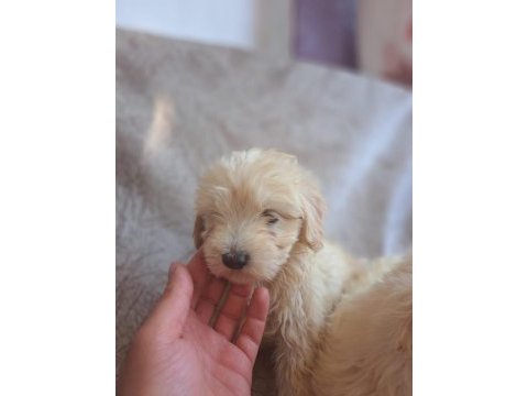 Maltipoo yavrumuz