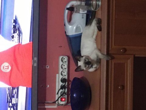 7 aylık siyam oyucu dişi kedim