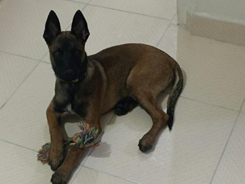 Belçika malinois köpeği