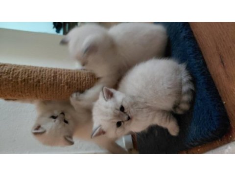 Acil safkan british shorthair yavrularımız