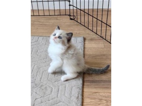 Secereli ragdoll yavruları