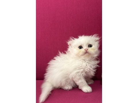 2 adet beyaz scottish fold 40 günlük