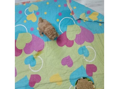 Minik köpeklerim