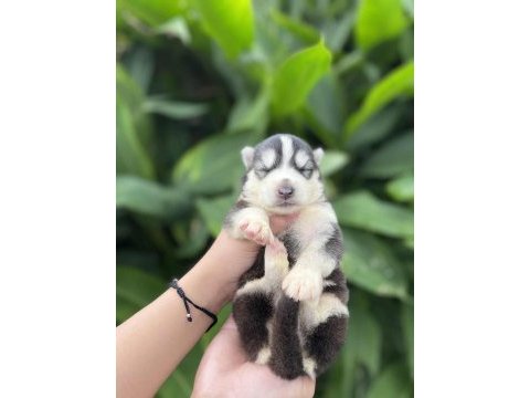 Anne altından safkan husky bebekler